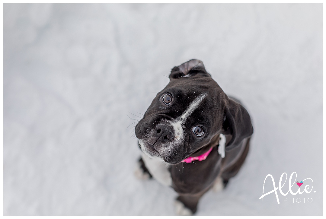 engagement photos with boxer puppy