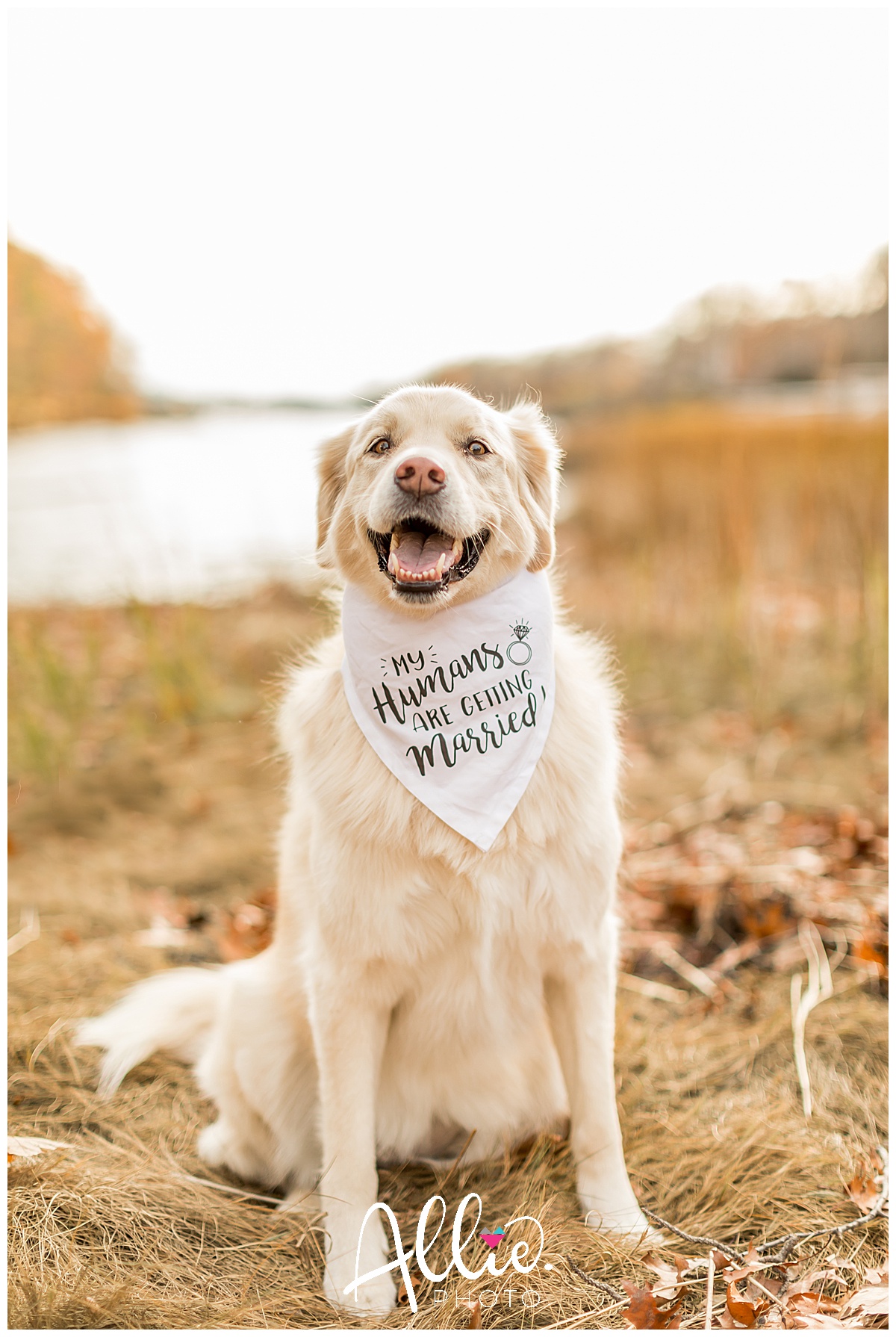 boston engagement photos couple with dog my humans are getting married